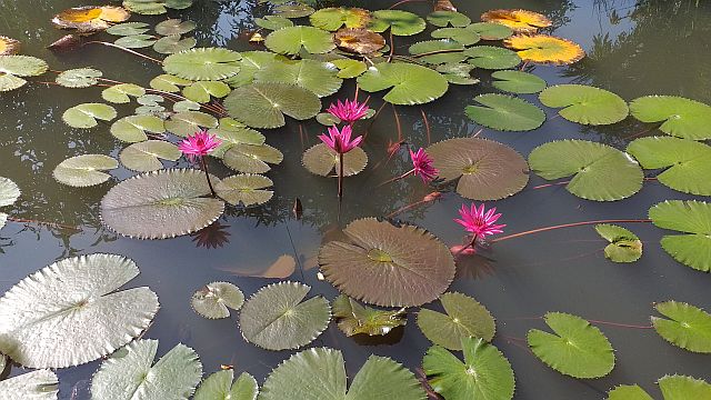 Lotusblumen in Thailand