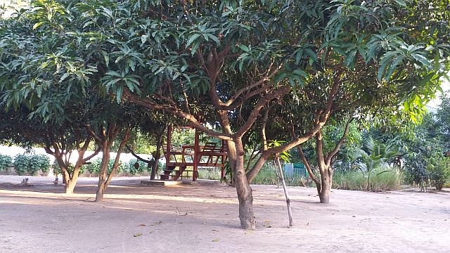 Mangobäume in Thailand
